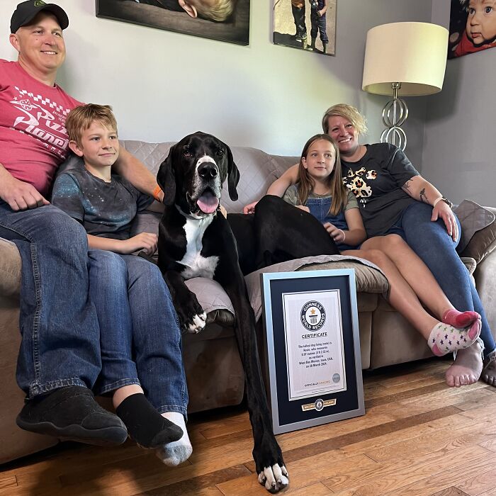 Meet Kevin, The World’s Tallest Living Dog From West Des Moines, Iowa