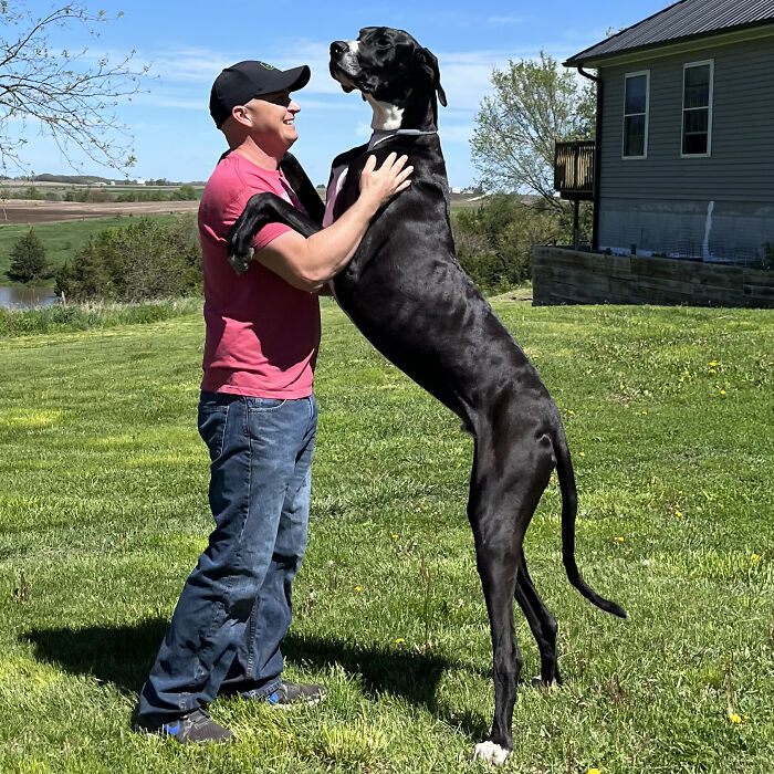 Meet Kevin, The World’s Tallest Living Dog From West Des Moines, Iowa