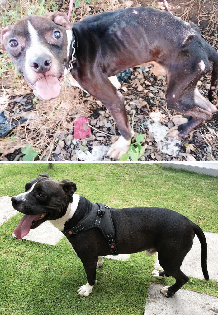 Hero Was Dumped In A Ditch At The Side Of The Road With Just His Head Sticking Out Of The Water. Luckily, Someone Found Him, And He Lived For 5 More Years, Fed, Healthy, And Happy