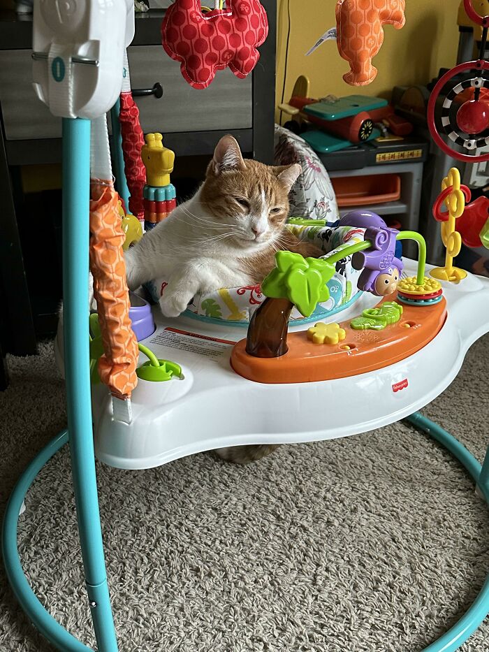 Pro Tip: Almost All Cat Toys And Baby Toys Are Interchangeable