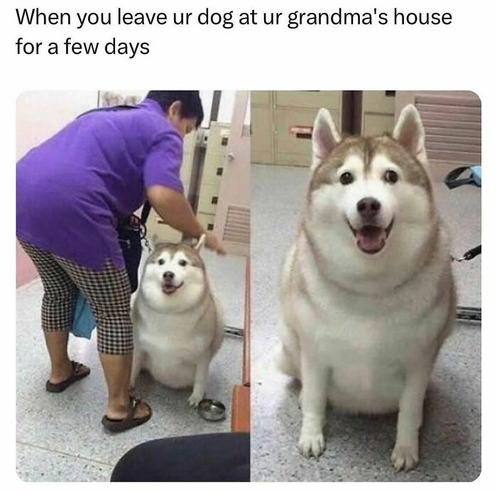 Chubby dog meme showing before and after photos, with a person petting the dog on the left and a smiling dog on the right.