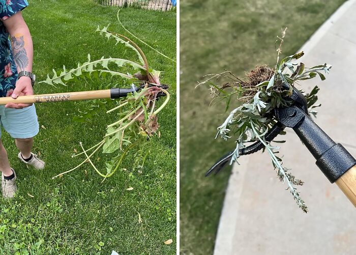 This Weed Puller Tool Has An Extra Long Handle So You Don't Have To Go Down On Your Knees