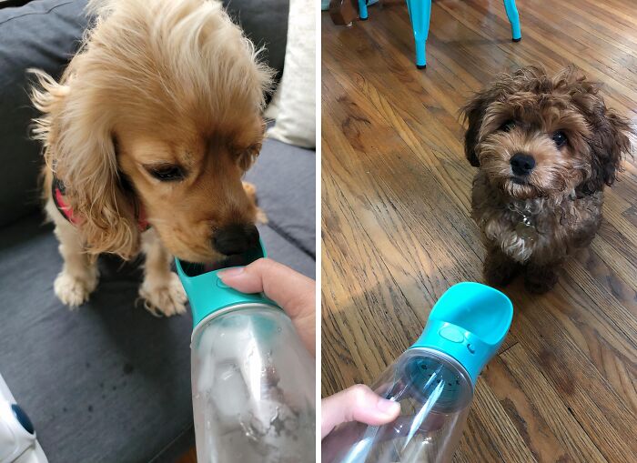 This Portable Dog Water Bottle Is Leak-Proof And Pup-Approved