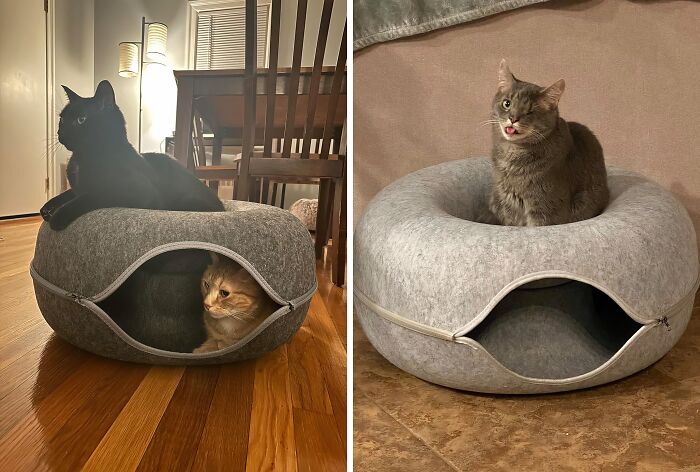 This Cat Tunnel Bed Is The New Box Of The Cat World