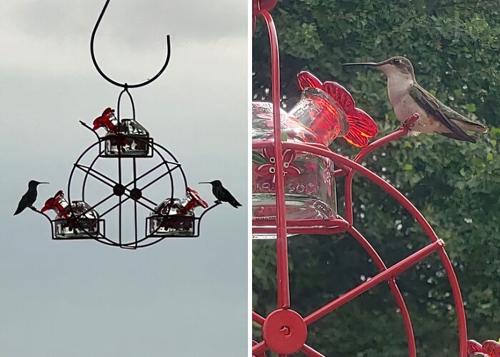  Ferris Wheel Hummingbird Feeder : Because Birds Also Deserve A Day At The Carnival