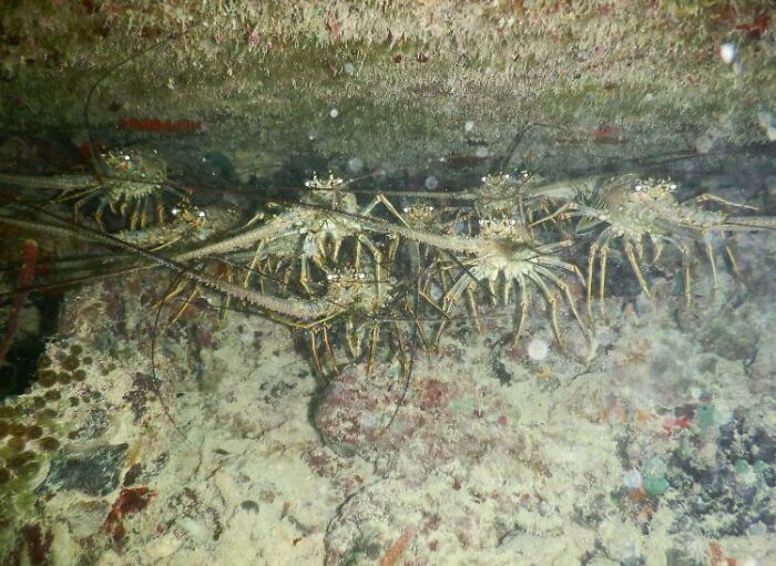 This Nest Of Caribbean Reef Lobsters That I Came Upon During A Night Dive