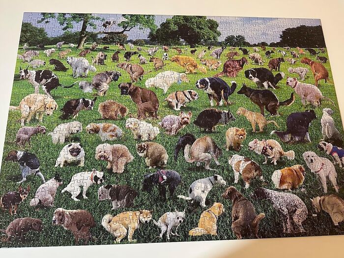  1000 Piece Pooping Dog Puzzle: A Crappy Way To Spend Time