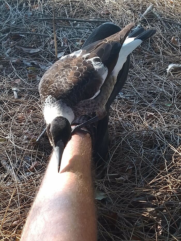 This Curious Yet Wild Maggie Decided To Sit On My Leg