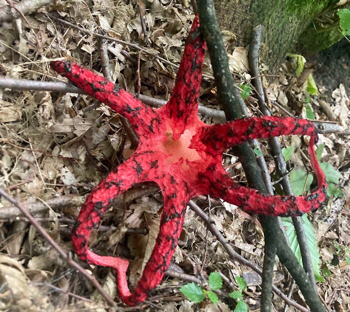 One Interesting Find In A Forest Near My House - Devil's Fingers Or Clathrus Archeri