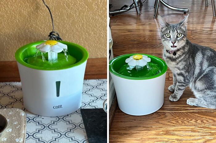  Flower Fountain: A Blooming Good Way To Keep Your Pets Hydrated