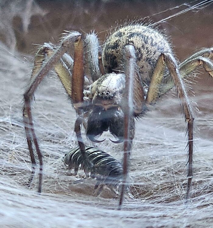 Not Sure What This Is, Probably A House Spider?