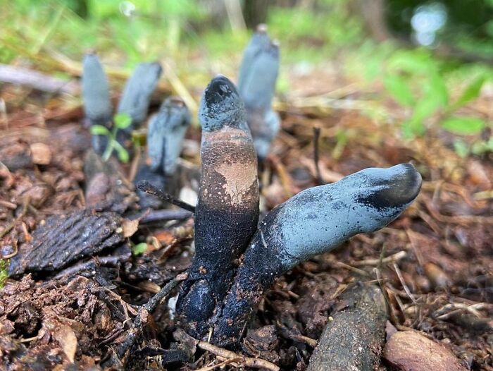 Dead Man's Fingers. Xylaria Polymorpha