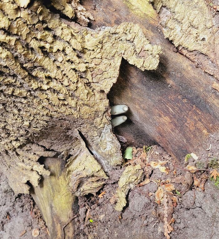 Dead Man's Fingers Fungus. So Excited To Have Spotted This On A Recent Trail Hike (Location: Ontario, Canada)