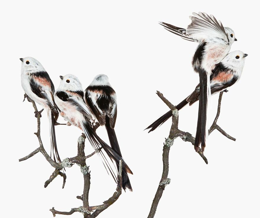 Meet The Artistry And Science Behind Sanna Kannisto’s Bird Portraits