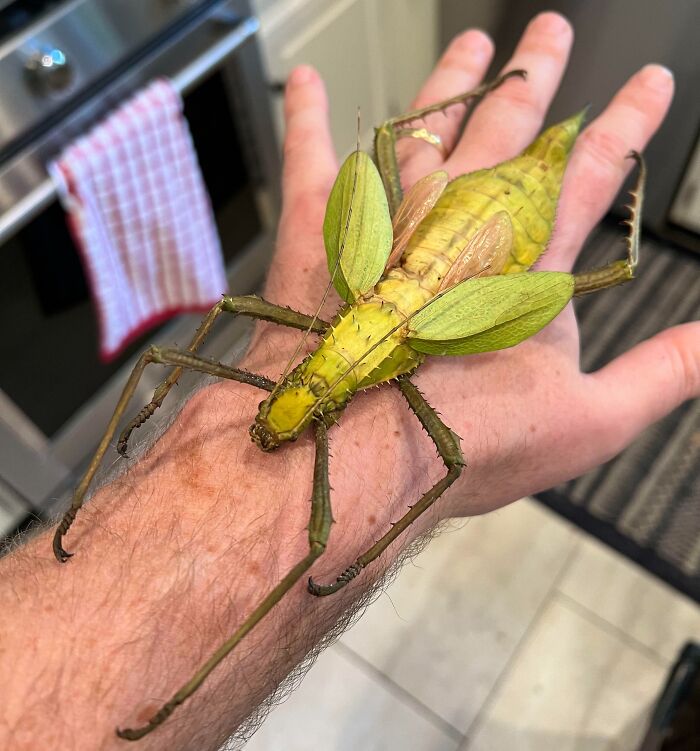 This Absolute Unit Of An Insect (Malayan Jungle Nymph)