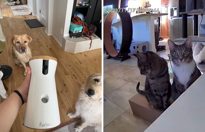 Be Fur-Ever Connected With The Mini Pet Camera