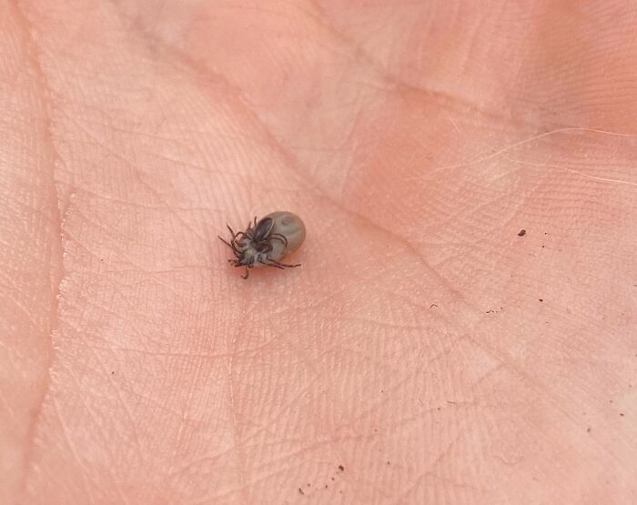 A Tick Biting Another Tick