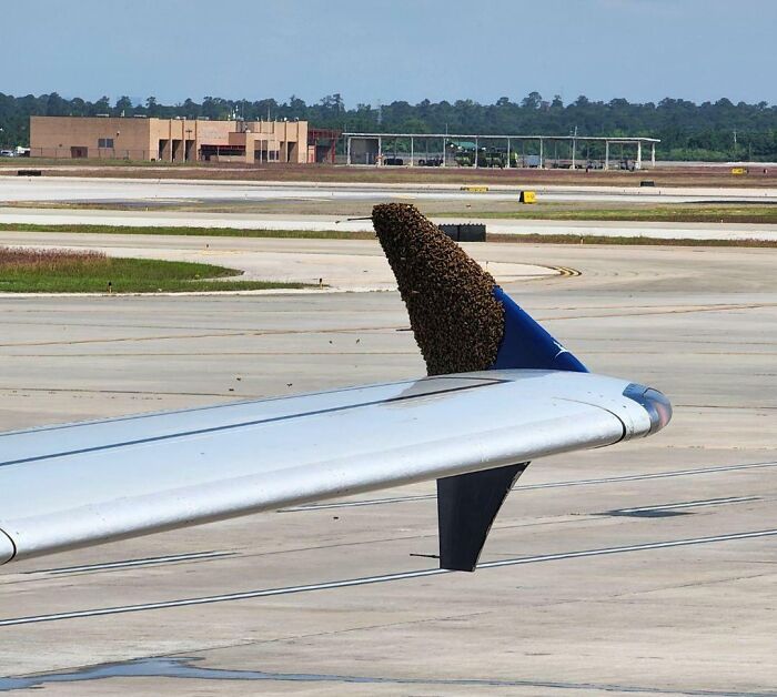 Bees On A Plane