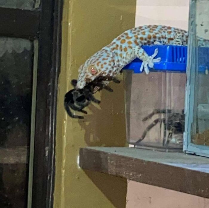 A Wild Tokay Gecko Eating Someone's Pet Tarantula