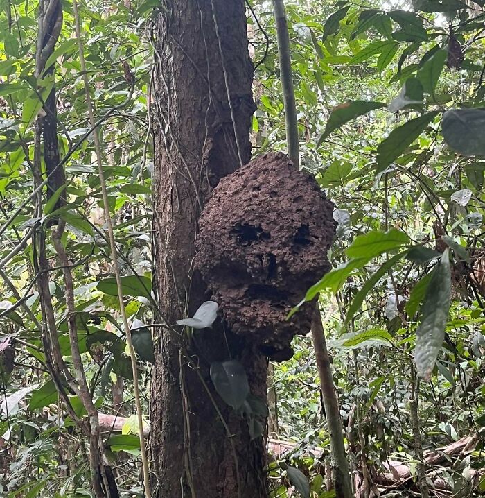Insects Nest That Looks Like A Skull