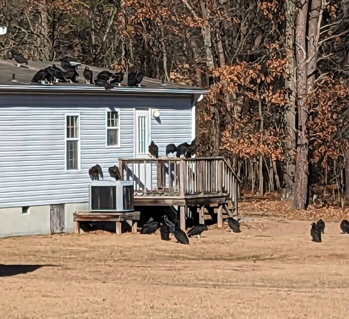 Saw A Ton Of Vultures On A House Today. I'm Not Sure What This Implies. Google Says Either A Gas Leak Or A Body