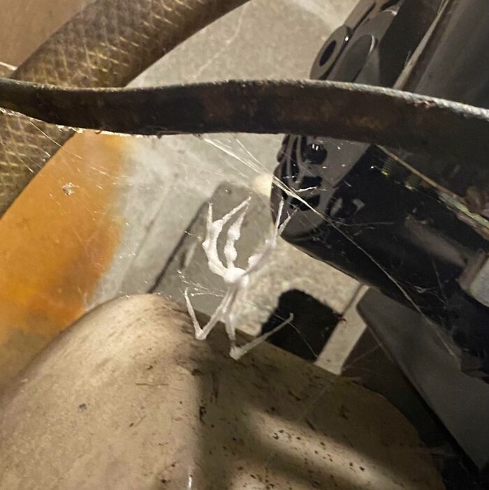 This Spider I Found In My Basement Cellar. According To Google, This Is Caused By A Type Of Fungus Called Cordyceps That Ends The Lives Of Bugs. I Am Considering Burning My House Down