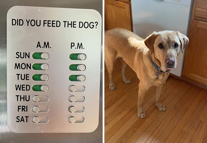 Don't Let Those Puppy Eyes Fool You. The " Did You Feed The Dog?" Timekeeper Never Lies