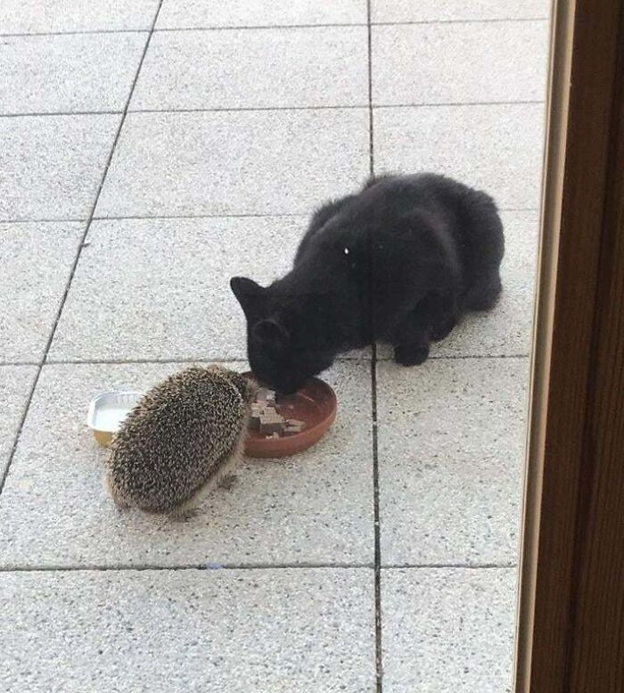 The Stray Cat I’m Feeding Has Made Friends With A Hedgehog