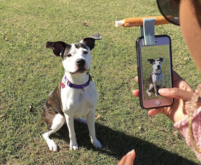 See Spot Sit Still And Smile With This The Pet Selfie & Portrait Tool  