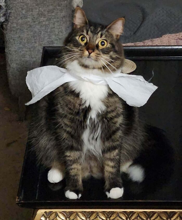 My Cat Louie Was Messing Around With Toilet Paper And I Decided To Tie A Loose "Bow" Around His Neck To See What It Looked Like. It's Been An Hour. He Absolutely Refuses To Let Me Remove It