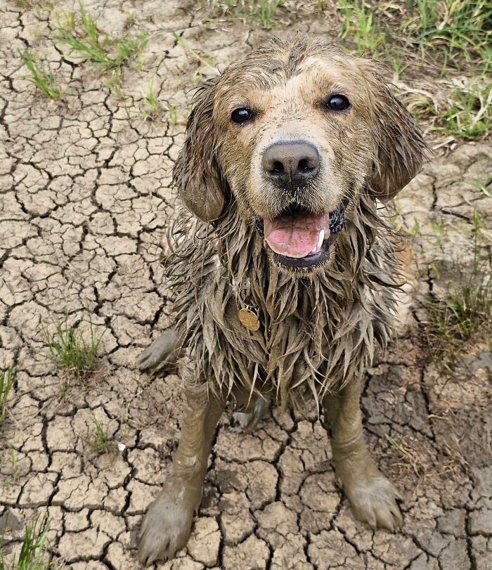 I Know Retrievers Love The Mud, But Seriously?