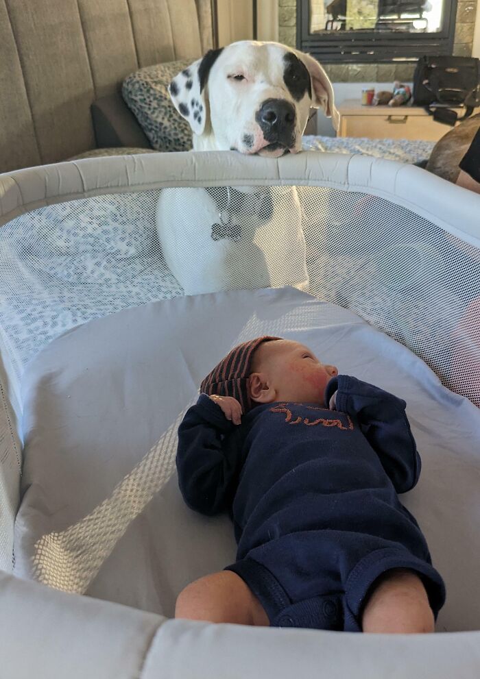 My Son Is Three Days Old Today, Brought Him Home Yesterday. Our Dog Zuko Has Watched Over Him And Hasn't Let Him Out Of His Sight Since