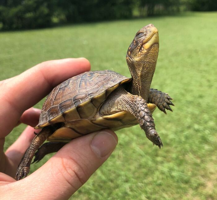 Thankfully, I Saved This Little Guy From My Lawnmower Today