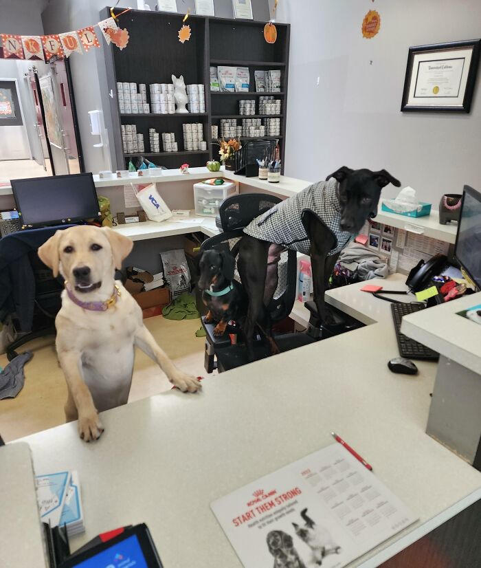 Went To The Vet Today, 10/10 Customer Service