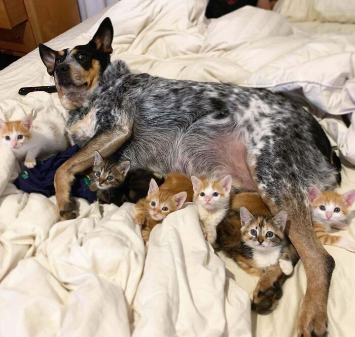 The Foster Kitties Are Growing So Fast With The Love Of Their Dog-Father