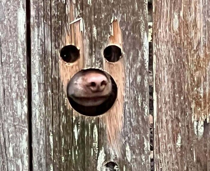 My Uncle Cut Holes In His Fence So That His Dog Could See Out