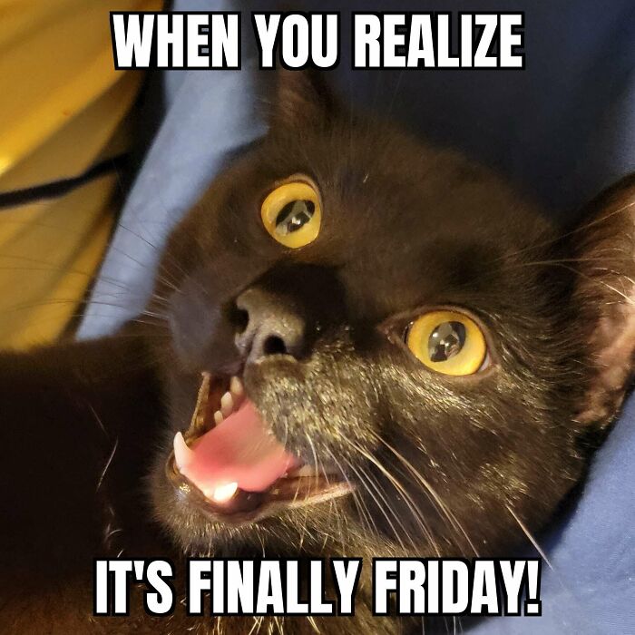A happy black cat with yellow eyes on Friday.