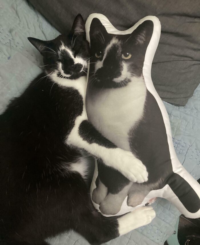 My Cat Hugging A Pillow Of Himself