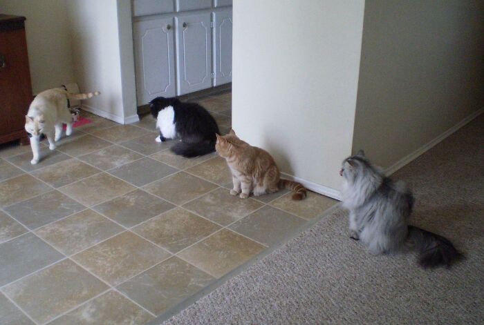 My Cats Queue Politely Behind Each Other For Their Turn At The Food Dish