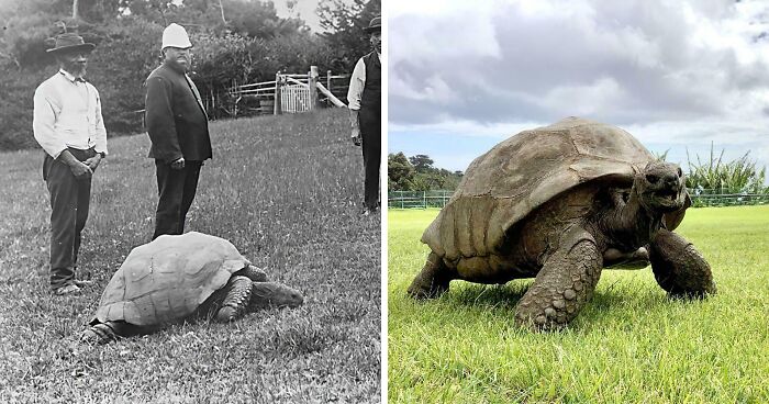 Jonathan The Turtle In The 1900s And Today. (191 Years Old)