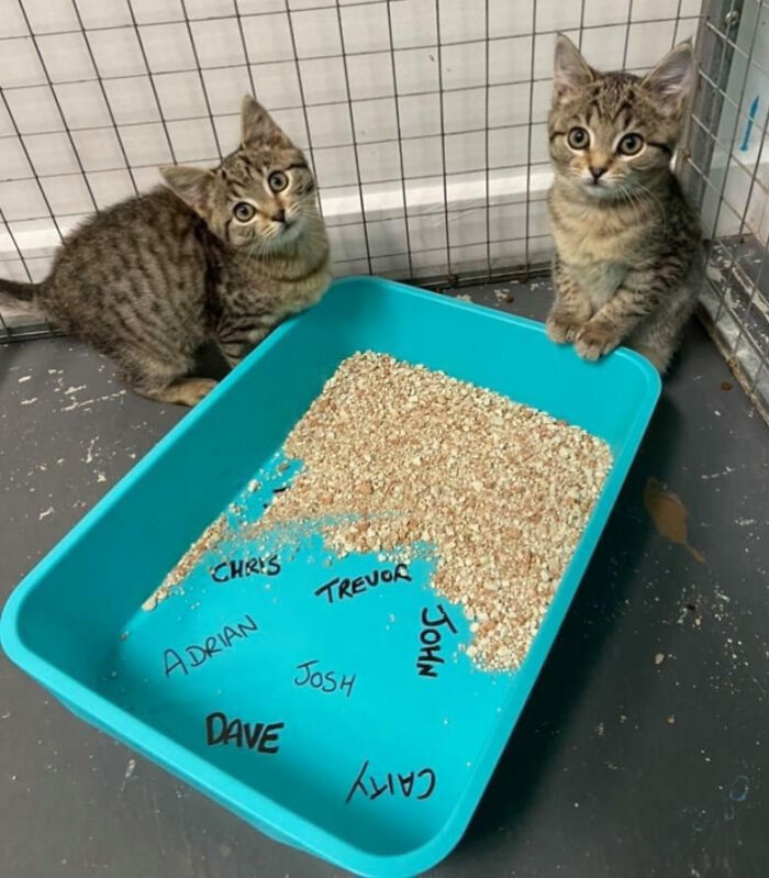 For $5, This Shelter Will Write The Name Of The Person You Hate On A Cat Litter Box