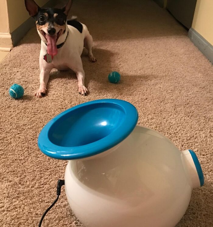 Ditch The Fetch Arm Fatigue: This Automatic Dog Ball Launcher Will Tire Out Your Pup And Save Your Arm!
