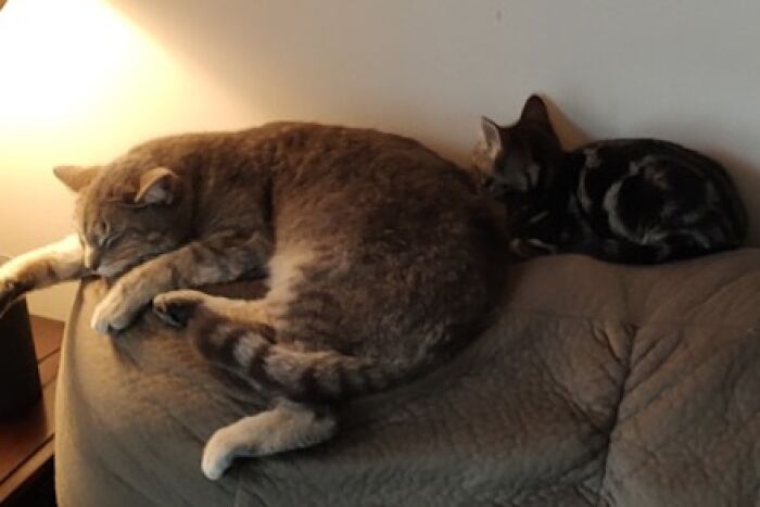 The Big Gray Cat Is Tuffy, And Next To Him Is His Old Girlfriend, Tootsie. She Is Dead Now, But Tuffy Has Recovered And Is Now As Snarky As Ever