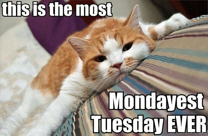 The tired cat is lying on the bed on Tuesday meme.