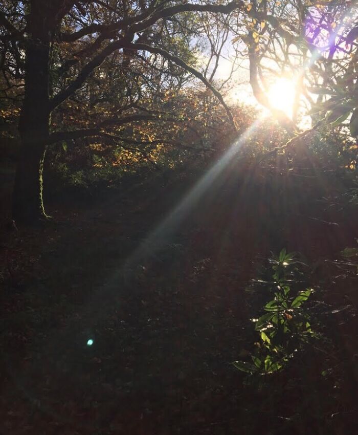 Taken In The Woods Near Where I Live In Sligo Ireland