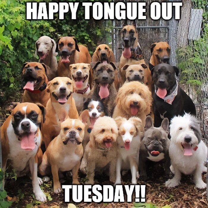 Happy dogs are sticking out their tongues on Tuesday.
