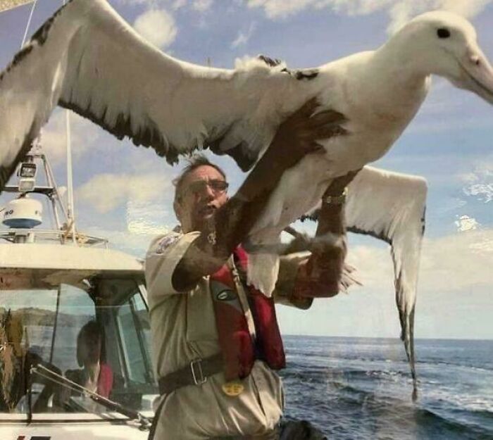 The Albatross Is The Largest Bird That Can Go Years Without Landing. They Spend Their First 6 Years Of Life Flying Over The Ocean Before Coming To The Land To Mate. It Is Capable Of Traveling More Than 10,000 Miles In A Single Journey And Circumnavigating The Globe In 46 Days