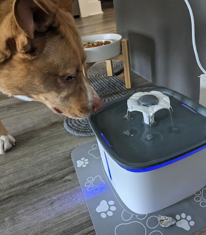 A Pet Water Fountain Is The Whisker-Licking Good Way To Encourage Your Pet To Drink More Water