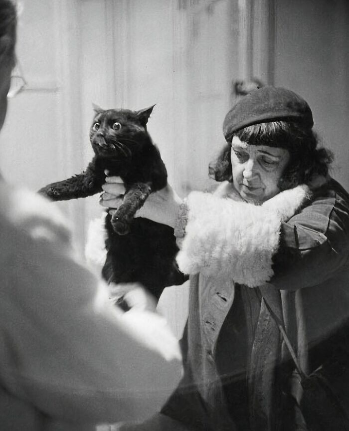 Cat At A Vet Clinic In Paris, 1953