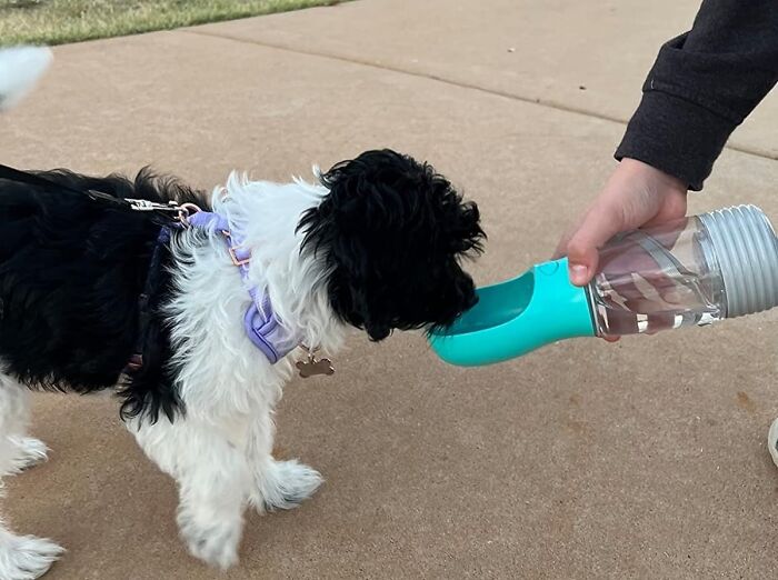 Hike, Bike, Or Stroll: This Water Dispenser For Dogs Is The Ultimate Adventure Companion